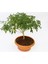 Bonsai Yıldız Çalısı Pitosporum - Hediyelik Ev Ofis Bitkisi 2