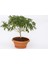 Bonsai Yıldız Çalısı Pitosporum - Hediyelik Ev Ofis Bitkisi 3