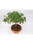 Bonsai Yıldız Çalısı Pitosporum - Hediyelik Ev Ofis Bitkisi 4