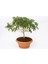 Bonsai Yıldız Çalısı Pitosporum - Hediyelik Ev Ofis Bitkisi 5