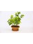 Bonsai Euonymus Japonica Aurea - Hediyelik Ev Ofis Bitkisi 1
