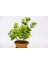 Bonsai Euonymus Japonica Aurea - Hediyelik Ev Ofis Bitkisi 2