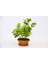 Bonsai Euonymus Japonica Aurea - Hediyelik Ev Ofis Bitkisi 3