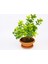 Bonsai Euonymus Japonica Aurea - Hediyelik Ev Ofis Bitkisi 4