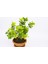 Bonsai Euonymus Japonica Aurea - Hediyelik Ev Ofis Bitkisi 5