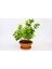 Bonsai Euonymus Japonica Aurea 5 Adet - Hediyelik Ev Ofis Bitkisi 5
