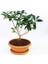 Bonsai Kartopu Lucidum Fidanı 1