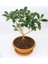 Bonsai Kartopu Lucidum Fidanı 2