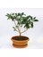 Bonsai Kartopu Lucidum Fidanı 3