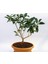 Bonsai Kartopu Lucidum Fidanı 4