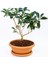 Bonsai Kartopu Lucidum Fidanı 5