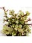 Portulacaria Afra Variegata - 5 Adet Sukulent - Teraryum Bit 1