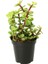 Portulacaria Afra Variegata - 5 Adet Sukulent - Teraryum Bit 3
