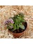 Crassula Springtime - 5 Adet Sukulent - Teraryum Bitkisi 3
