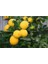 Yediveren Limon Fidanı - 3 Yaş Tüplü Fidan 1