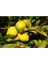 Yediveren Limon Fidanı - 3 Yaş Tüplü Fidan 2