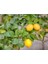 Yediveren Limon Fidanı - 3 Yaş Tüplü Fidan 4