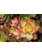 Aeonium Kiwi - 50 Adet Sukulent - Teraryum Bitkisi 5