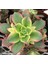 Aeonium Kiwi - 5 Adet Sukulent - Teraryum Bitkisi 1