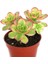 Aeonium Kiwi - 5 Adet Sukulent - Teraryum Bitkisi 3