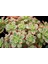 Aeonium Kiwi - 5 Adet Sukulent - Teraryum Bitkisi 4