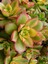 Aeonium Kiwi - 5 Adet Sukulent - Teraryum Bitkisi 5