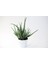 Aloe Vera 1