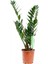 Zamia Çiçeği 40 50 cm Zeze Çiçeği Zamia Bitkisi Zamioculcas Ev Bitkisi Ofis Bitkisi Salon Bitkisi 1