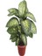 Salon Bitkisi Difenbahya Tropic Snow, 40-60 cm 1