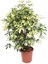 Şeflera Bitkisi 80 cm Schefflera Bitkisi 5 Parmak Bitkisi Ev Bitkisi Ofis Bitkisi Salon Bitkisi 1