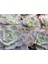 Echeveria Morning Beauty - 5 Adet Sukulent 2