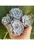 Echeveria Morning Beauty - 5 Adet Sukulent 3