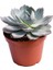 Echeveria Morning Beauty - 5 Adet Sukulent 4