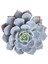 Echeveria Morning Beauty - 5 Adet Sukulent 5