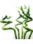 ŞANS BAMBUSU 3 ADET - 1 METRE LUCKY BAMBOO 10