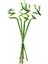 ŞANS BAMBUSU 3 ADET - 1 METRE LUCKY BAMBOO 12