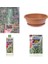 Bonsai Pinus Seti (Fidan+Bonsai Saksı+Toprak +Bitki Besini) 2