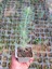 Bonsai Pinus Seti (Fidan+Bonsai Saksı+Toprak +Bitki Besini) 3