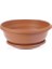 Bonsai Pinus Seti (Fidan+Bonsai Saksı+Toprak +Bitki Besini) 4