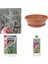 Bonsai Mavi Servi Seti (Fidan+Bonsai Saksı+Toprak +Bitki Besini) 2
