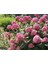 Ortanca Fidanı 1 Adet - Saksılı 20-40 cm 1