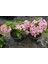 Ortanca Fidanı 1 Adet - Saksılı 20-40 cm 5