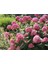 Ortanca Fidanı 3 Adet - Saksılı 20-40 cm 2