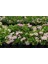 Ortanca Fidanı 3 Adet - Saksılı 20-40 cm 4