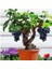 Murat Tohum Bodur Bonsai Siyah Üzüm Ağacı Tohumu 5 Adet Tohum 1