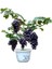 Murat Tohum Bodur Bonsai Siyah Üzüm Ağacı Tohumu 5 Adet Tohum 2