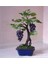 Murat Tohum Bodur Bonsai Siyah Üzüm Ağacı Tohumu 5 Adet Tohum 3