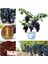 Murat Tohum Bodur Bonsai Siyah Üzüm Ağacı Tohumu 5 Adet Tohum 4