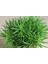 Senekio Barbertonicus Himalaya - 5 Adet Sukulent - Teraryum 2