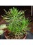 Senekio Barbertonicus Himalaya - 5 Adet Sukulent - Teraryum 3